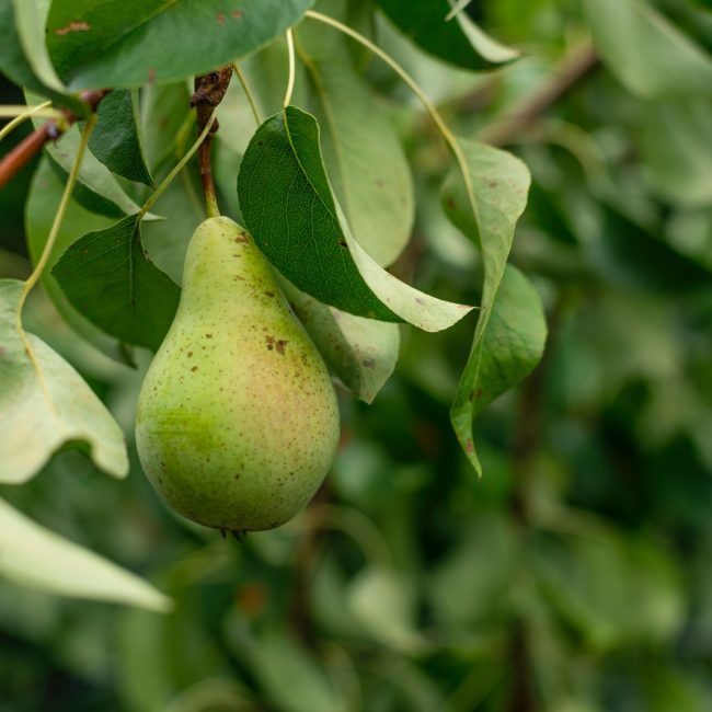 green avocado fruit